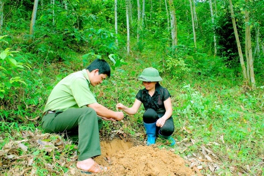 Tội vi phạm các quy định về quản lý rừng được quy định như thế nào theo Bộ luật Hình sự?