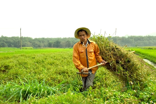 Nông dân vùng cao Con Cuông 'tự quản chéo' để trồng dược liệu sạch