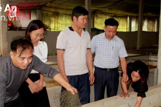 Lão nông miền núi Nghệ An thu trăm triệu từ nuôi lươn không bùn trong bể xi măng