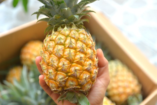 Trồng dứa hữu cơ ở Quỳnh Lưu cho thu nhập hơn 400 triệu đồng/ha 