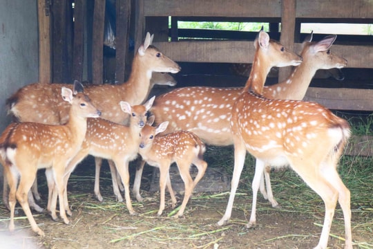 Nhung hươu đầu mùa ở Thanh Chương được giá, chạy hàng