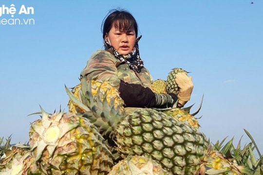 Dứa hữu cơ ‘2 không’ ở Quỳnh Lưu đạt 400 triệu đồng/ha