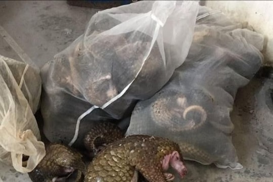 Người có hành vi buôn bán động vật hoang dã bị xử lý hình sự như thế nào theo quy định hiện nay?