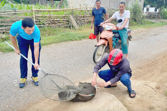 Huyện Anh Sơn khắc phục khó khăn, đẩy nhanh tiêm phòng cho đàn vật nuôi