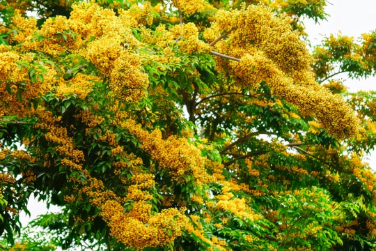 Thành Vinh mùa hoa giáng hương