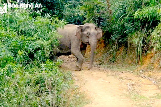 Sớm bố trí kinh phí Dự án khẩn cấp bảo tồn voi ở Nghệ An