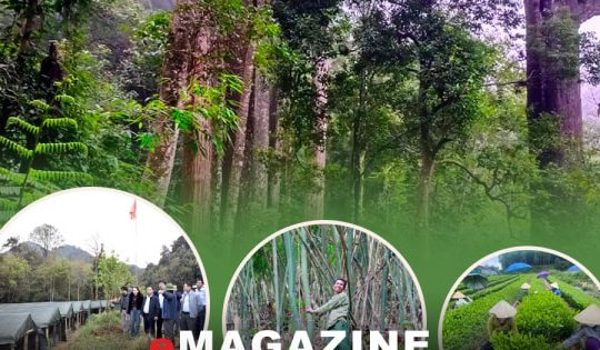 Kinh tế dưới tán rừng – Bài 2: Kinh tế dưới tán rừng nguyên sinh