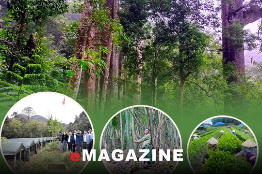 Kinh tế dưới tán rừng - 'rương tiền' đã được đánh thức