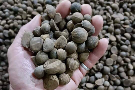 Người dân Nghĩa Đàn mở lối thoát nghèo từ cây sở