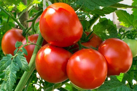 7 loại đồ uống dễ làm tại nhà giúp giảm mỡ máu