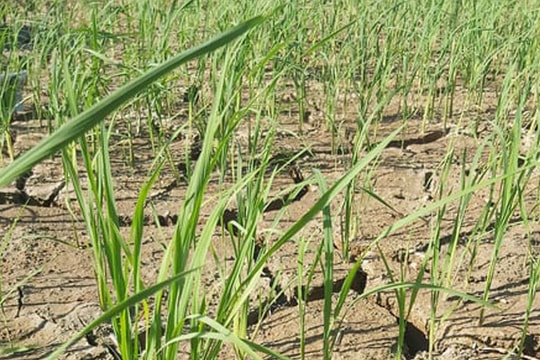 Dự báo khoảng 4.200 ha lúa ở Nghệ An bị hạn hán, thiếu nước