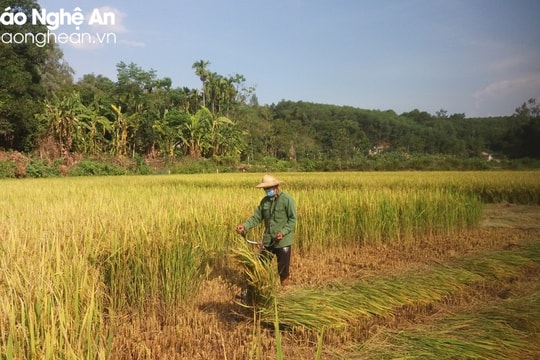 Nghệ An sẽ có khoảng 4.200 ha lúa thiếu nước trong sản xuất vụ hè thu - mùa 