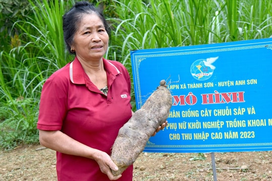 Khoai mài, chuối sáp miền Nam 'bén duyên' trên đất Anh Sơn