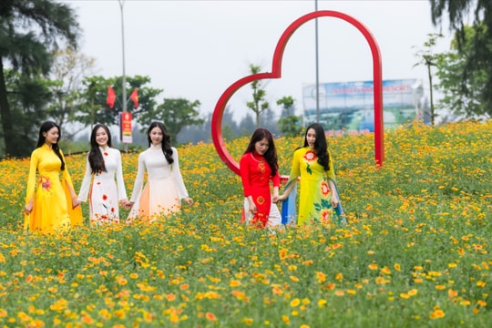 Tháng Tư về trên sắc hoa cúc biển Cửa Lò