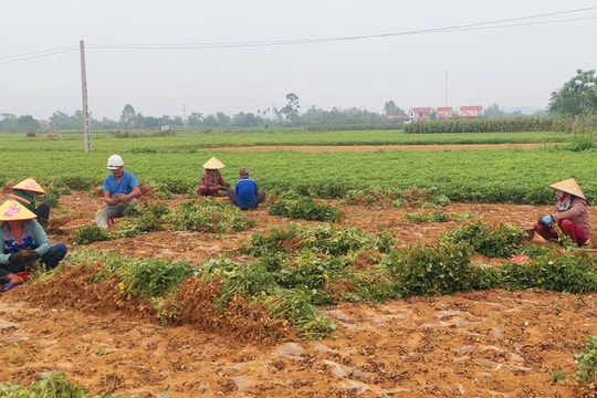 Lạc tươi ở Nghệ An được mùa, được giá