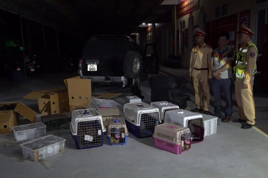 Bắt vụ vận chuyển trái phép động vật hoang dã số lượng lớn 