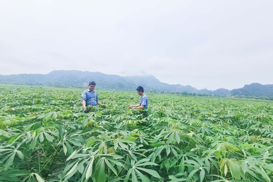 Nghệ An trồng thử nghiệm giống sắn mới kháng bệnh khảm lá 