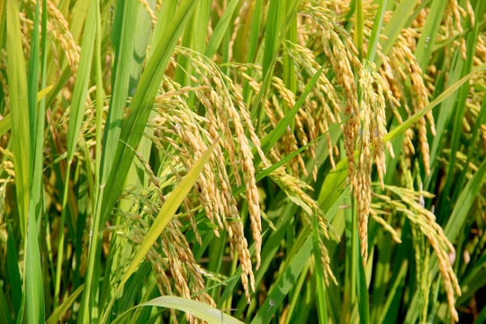 Một số biện pháp kỹ thuật sản xuất lúa giảm phát thải nhà kính ở Nghệ An 