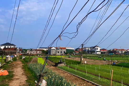 Dây điện chằng chịt tại vựa rau lớn nhất Nghệ An