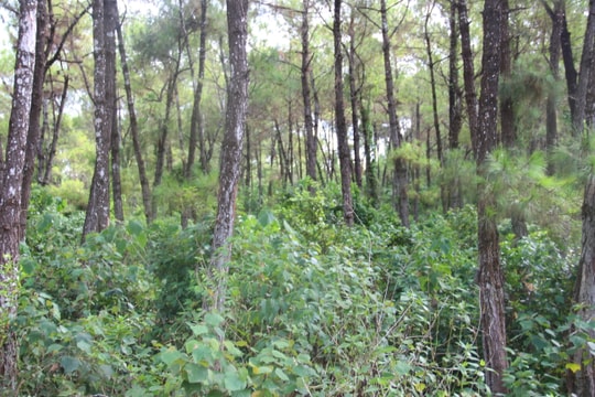 Nghệ An có trên 12.000 ha thông chưa được xử lý thực bì, nguy cơ cháy rừng 