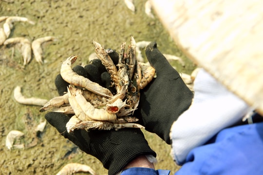 Tôm nuôi ở Nghệ An chết phơi trắng hồ chưa rõ nguyên nhân