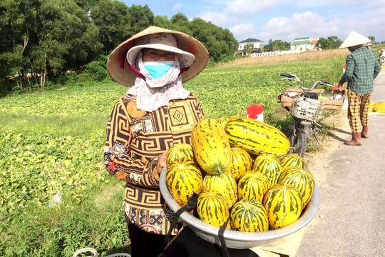 Nắng nóng đầu hè, dưa bở Nghệ An giá cao vẫn 'cháy hàng'