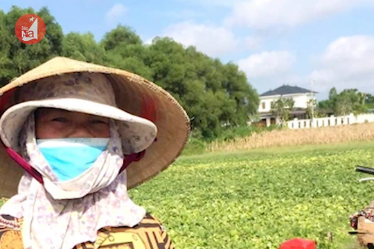 Dưa bở ở Nghệ An giá cao vẫn 'cháy hàng'