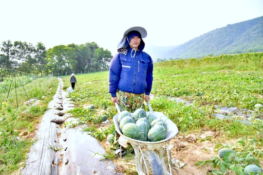 Thu hoạch đúng cao điểm nắng nóng, dưa hấu Tương Dương đắt hàng