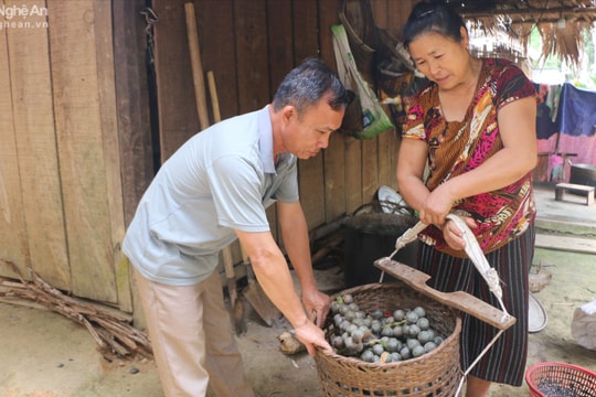 Lên vùng cao xem người dân biến quả dại thành 'ngọc trắng' của rừng