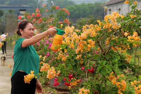 Rực rỡ hoa giấy trên những cung đường ở Tân Kỳ