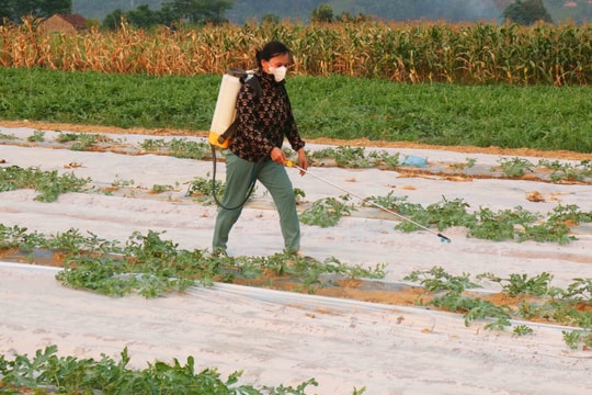 Nắng nóng cao điểm, nông dân Nghệ An tích cực tưới nước cứu dưa