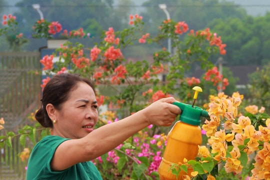 Những cung đường hoa giấy rực rỡ sắc màu