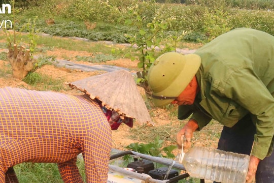 Nhà nông Nghệ An tưới nước cứu dưa chống lại cái nắng như đổ lửa