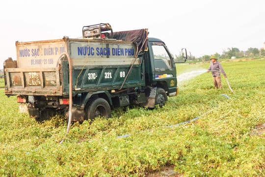 Nắng hạn, nông dân Diễn Châu mua nước tưới ruộng trước khi thu hoạch lạc