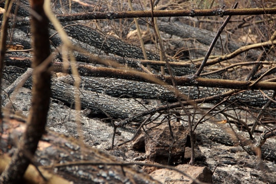 Cận cảnh hiện trường vụ cháy rừng tại Nghệ An