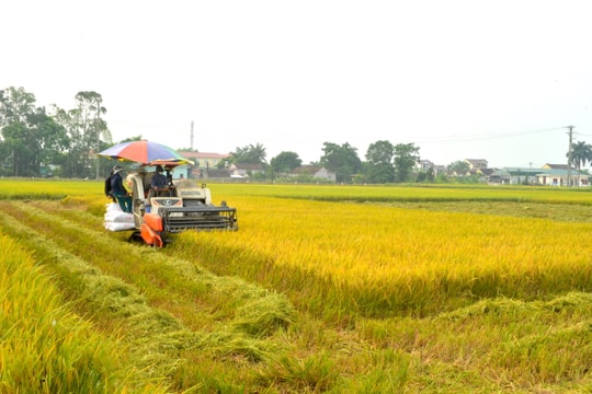 Nông dân Yên Thành chạy đua thu hoạch lúa xuân tránh giông lốc 