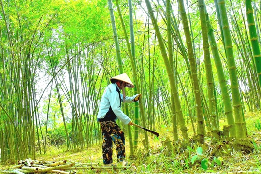 Làm giàu bền vững từ tre, mét ở huyện biên giới Nghệ An
