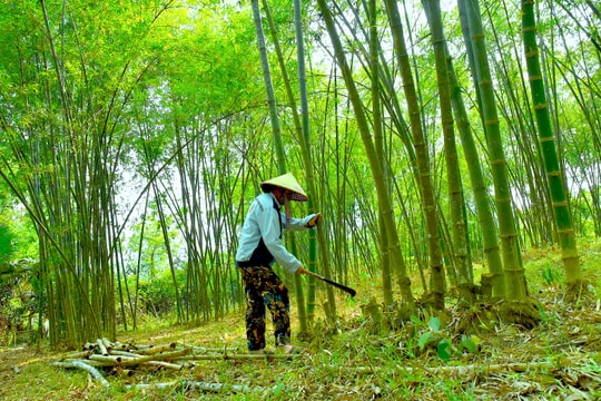 Nghệ An triển khai kế hoạch phát triển giá trị đa dụng của hệ sinh thái rừng