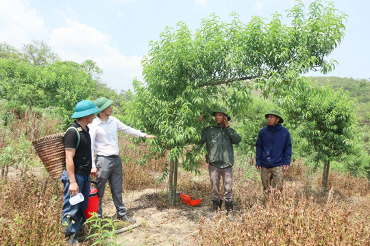 Ngỡ ngàng vườn đào huyền bạc tỷ ở huyện biên giới Nghệ An