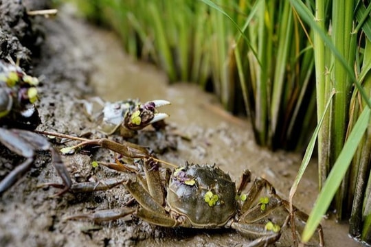 Vì sao nhiều người Việt thiếu canxi dù ăn tôm, cua?