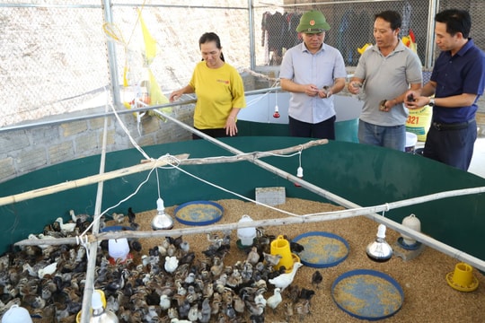 Thầy giáo người Mông bảo tồn và phát triển thành công giống gà đen bản địa