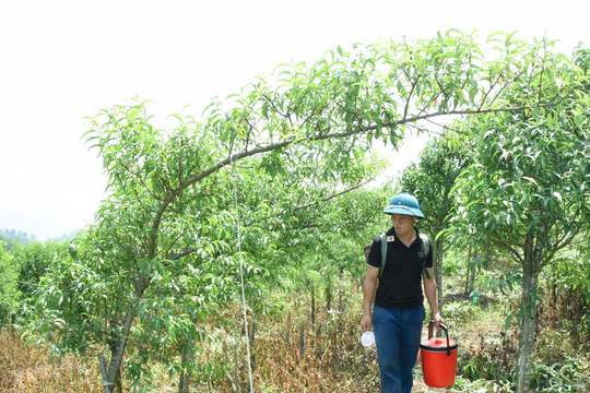 Vườn đào huyền 6 nghìn gốc ở huyện biên giới Nghệ An