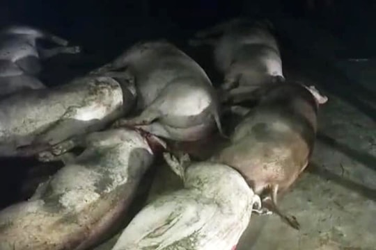 Đàn lợn hàng chục con bị điện giật chết trong đêm