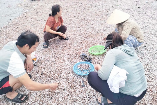 Sò huyết dạt trắng bãi biển Cửa Lò, người dân đổ xô nhặt ‘lộc biển’
