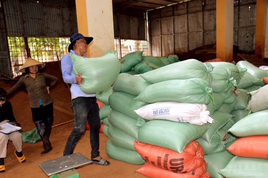 Nông dân Nghệ An bán lúa tươi tại ruộng với giá cao