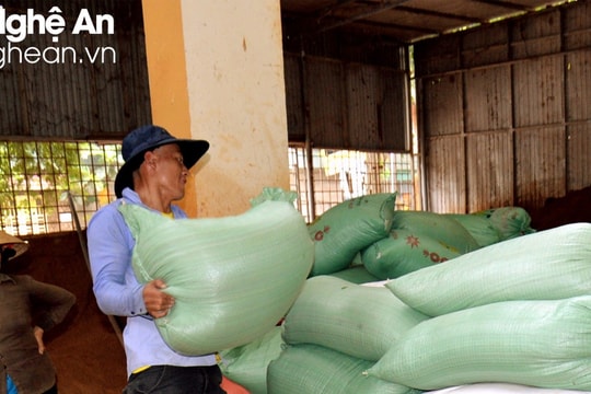 Hợp tác xã mua lúa tươi giá cao tại ruộng cho nông dân