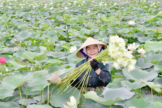 Nông dân quê Bác tất bật vào mùa thu hoạch sen