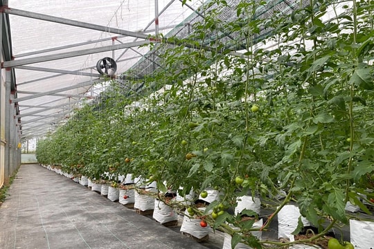 Nghệ An triển khai thực hiện Nghị quyết của Bộ Chính trị về phát triển và ứng dụng công nghệ sinh học