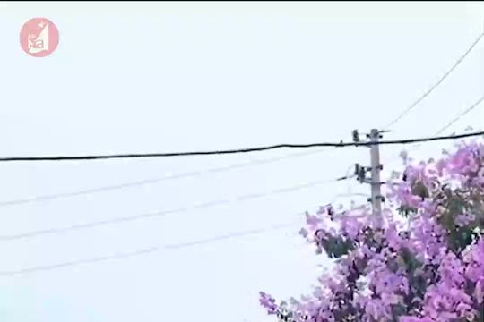 Sắc tím bằng lăng gây thương nhớ trên các tuyến đường thành Vinh