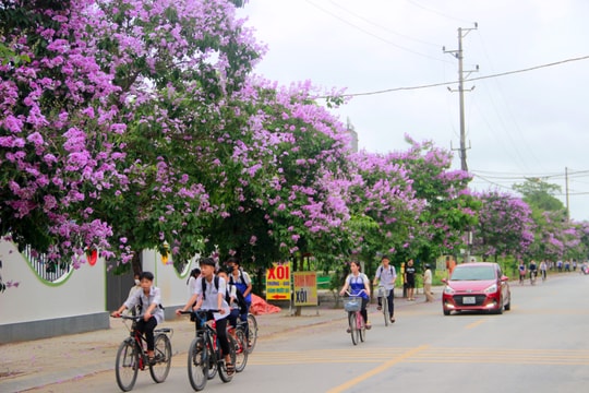 Những cung đường mộng mơ sắc tím giữa lòng thành Vinh